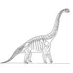 Dinosaur Skeletons Drawings