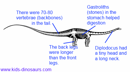 Dinosaur, Definition, Types, Pictures, Videos, & Facts
