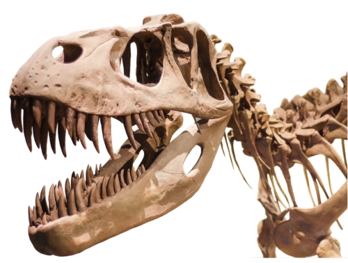 https://www.kids-dinosaurs.com/images/xdinosaur-t-rex-skeleton1.jpg.pagespeed.ic.9jyRyQdAYB.jpg