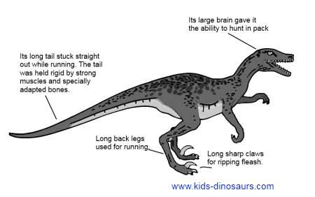 Hechos de los dinosaurios Velociraptores